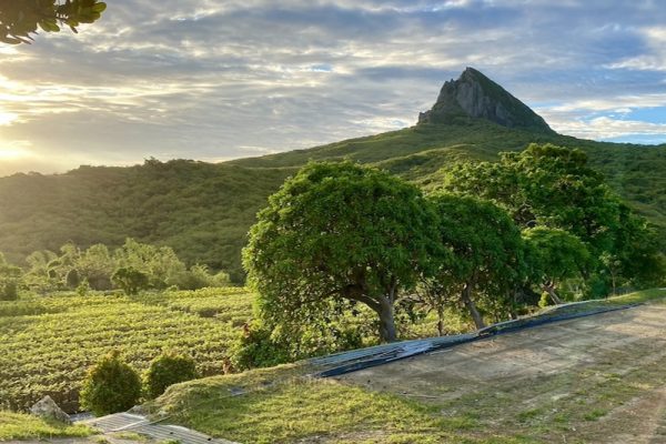 苗圃散步1(使用要標註 攝影｜張芝維)