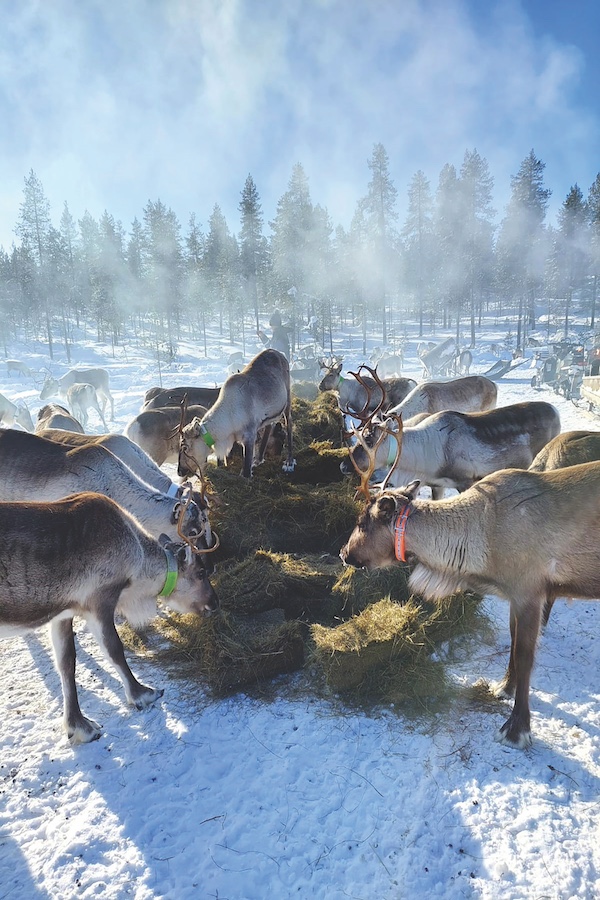 Reindeer Herding and Feeding