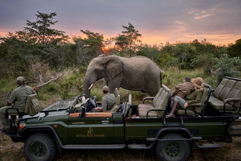 Royal Malewane - Game Drive_Elephant 1 Royal Malewane - Game Drive_Elephant 1