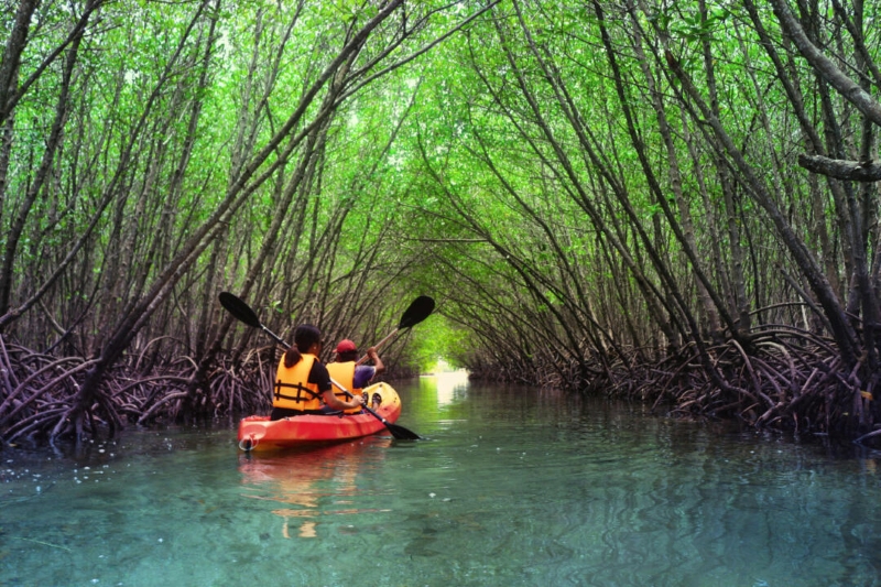 Mangrove-Eco-Kayak resized
