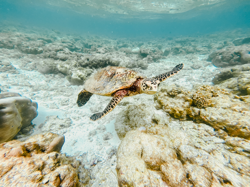 Ecoboo Thinadhoo 1156 (1)