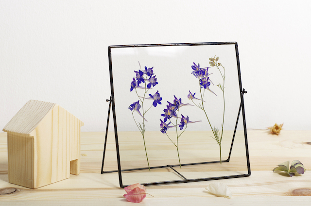 Consolida,Wild,Flowers,Pressed,In,A,Glass,Frame consolida wild flowers pressed in a glass frame