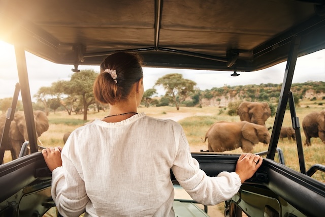 woman,tourist,on,a,safari,in,africa,,traveling,by,car woman,tourist,on,a,safari,in,africa,,traveling,by,car